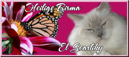Banner_El_Scartiky