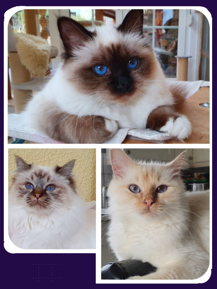 Katzen